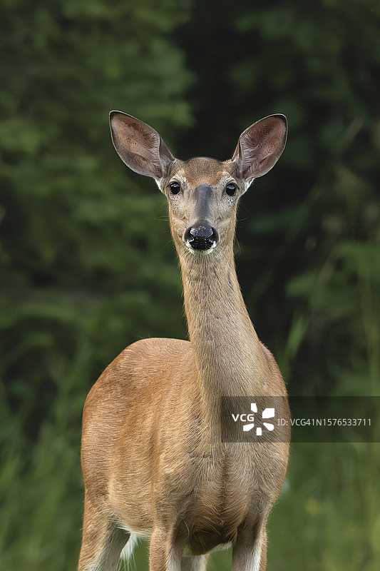 美国密歇根州，田野上的白色站立者肖像图片素材