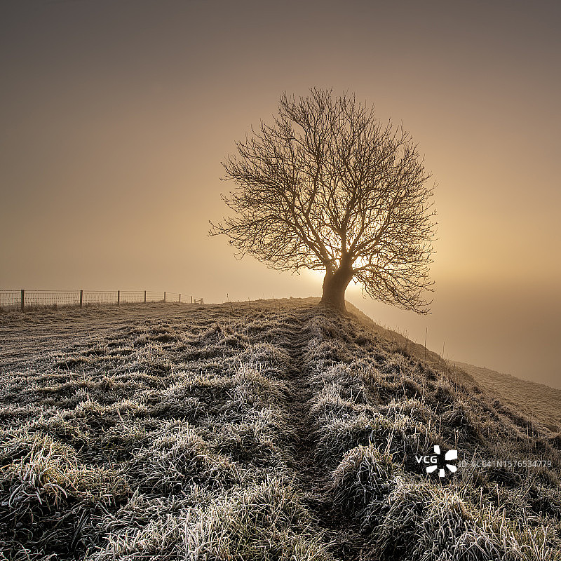 日落时分天空下田野中树木的轮廓图片素材