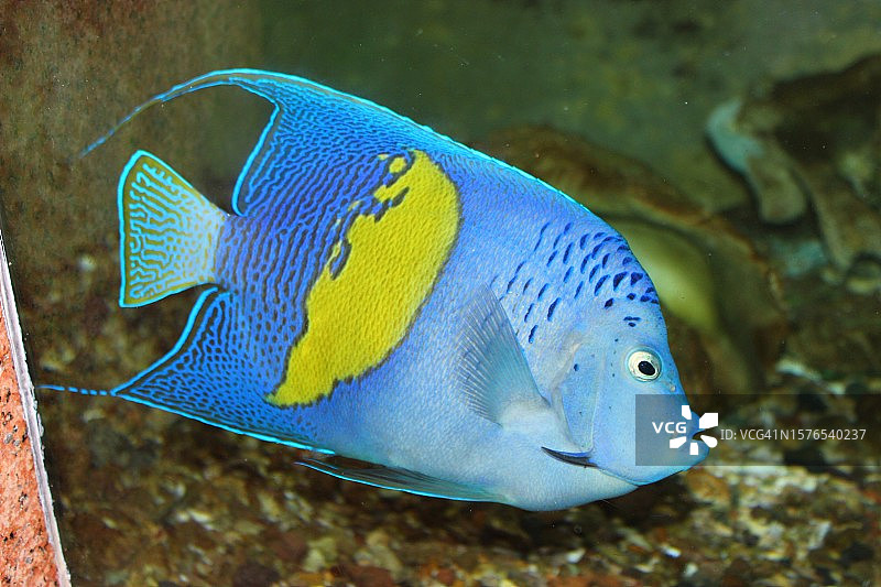 热带海水蝴蝶鱼特写图片素材