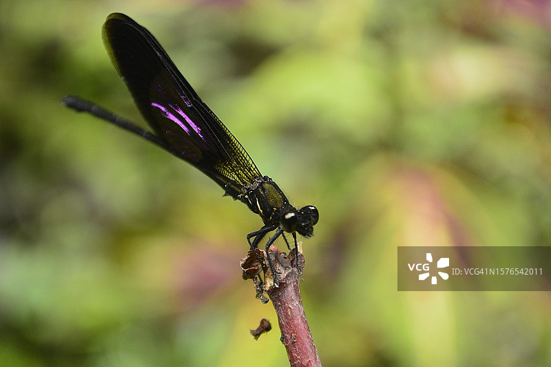 昆虫在植物上的特写图片素材