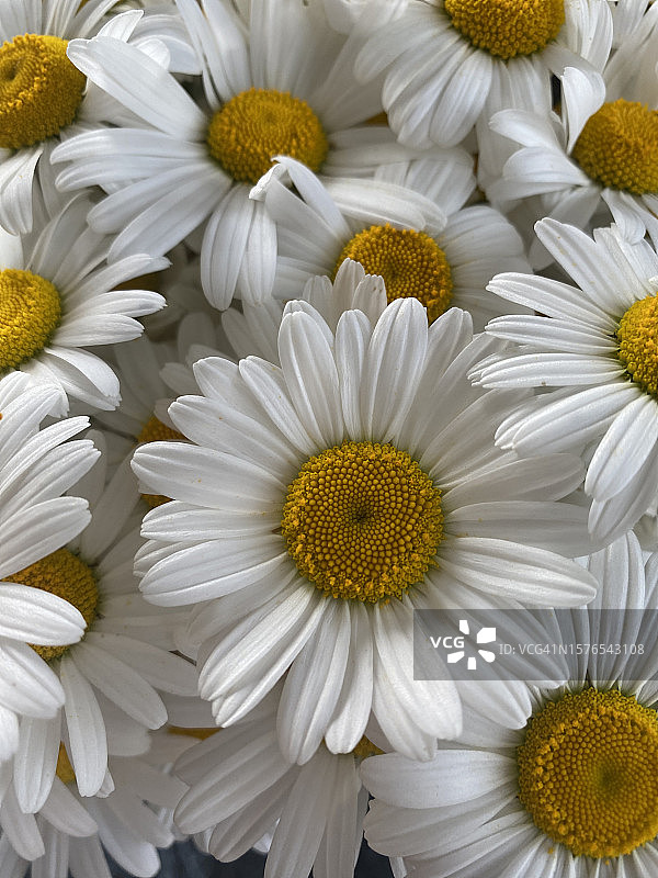 乌克兰白色雏菊特写图片素材