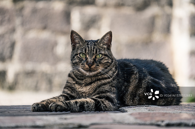 猫咪躺在石头上看向镜头图片素材