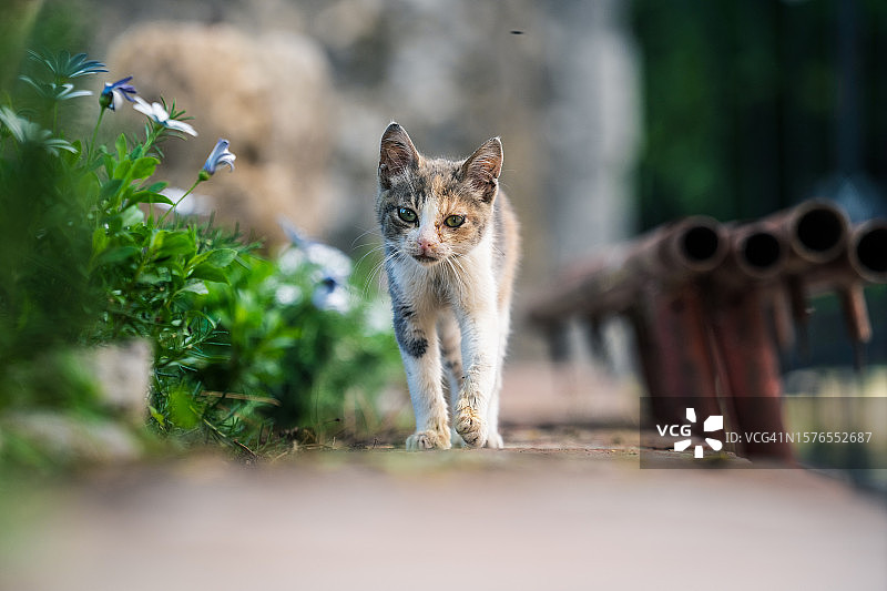 走向相机的小猫图片素材