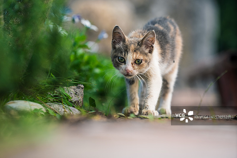 走向相机的小猫图片素材