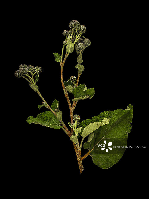 黑色背景下的植物特写图片素材