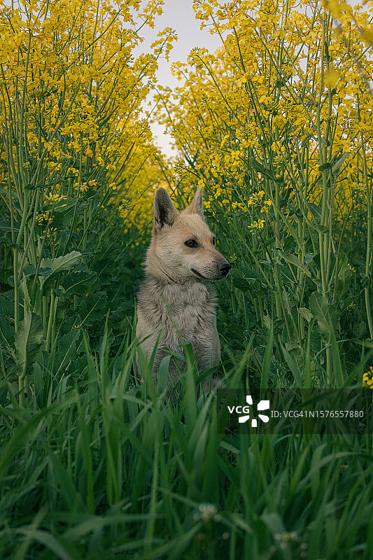 田野上植物中的狗肖像图片素材