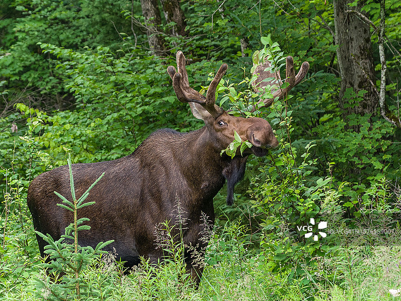 森林中站立的鹿的画像图片素材