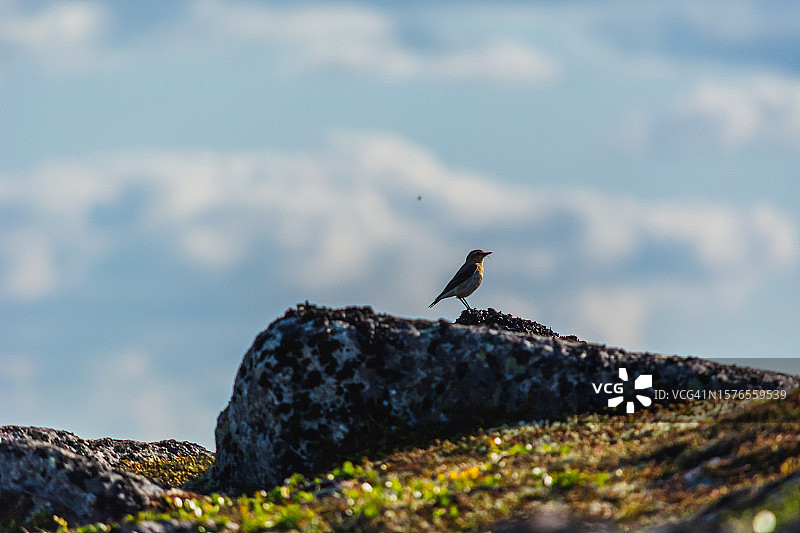 歌雀形鸟栖息在岩石上，以天空为背景的特写图片素材