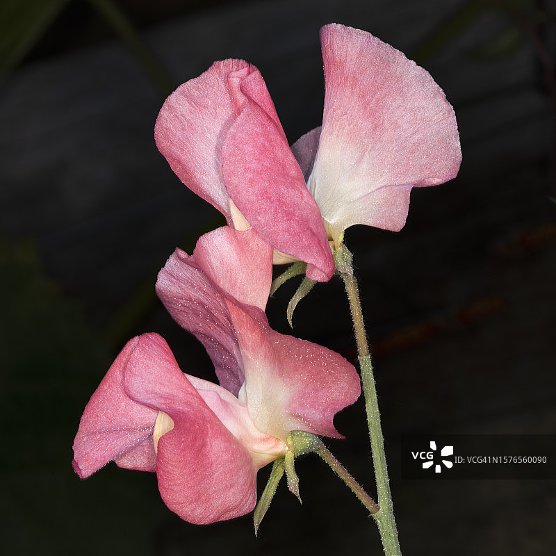 粉色玫瑰花的特写图片素材