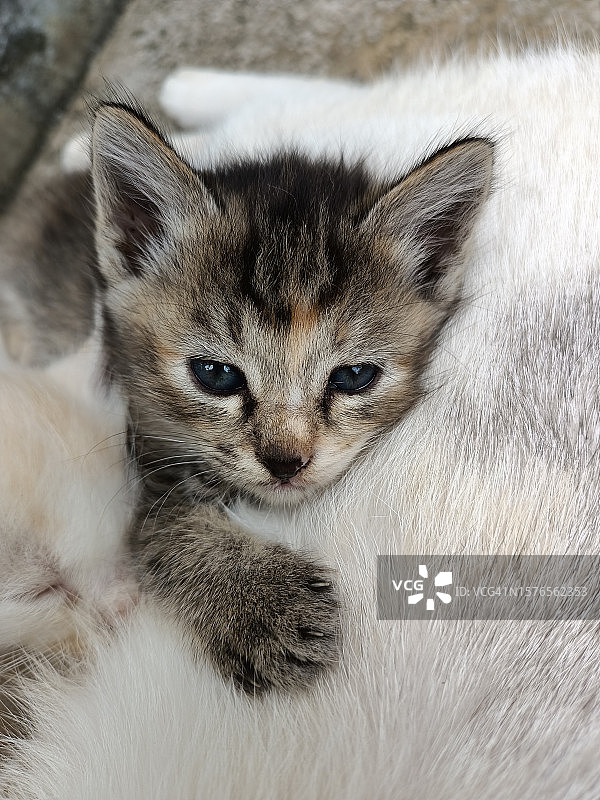 小猫特写图片素材