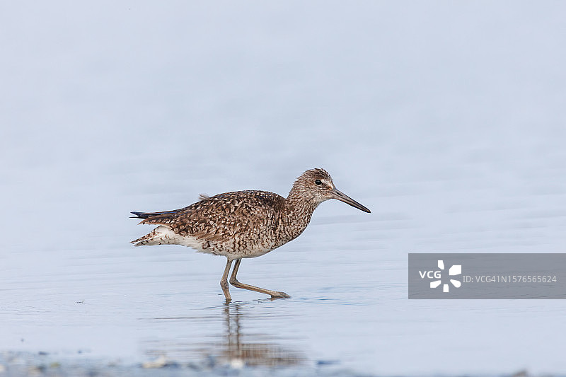 湖中鹬鸟的侧面图，美国图片素材