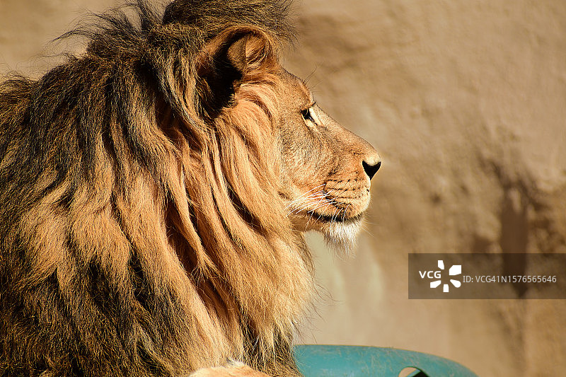 雄狮侧面特写图片素材