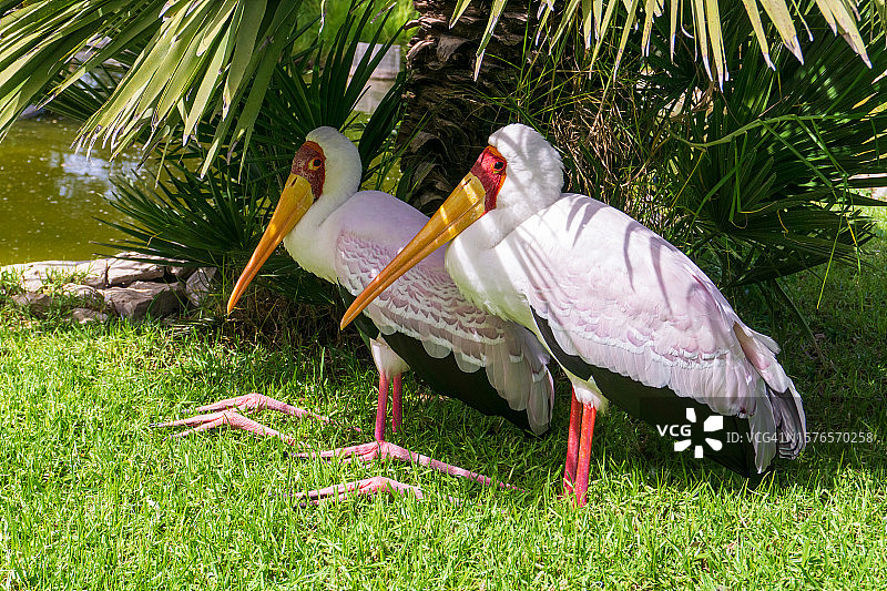 栖息在草地上的鸟儿特写图片素材