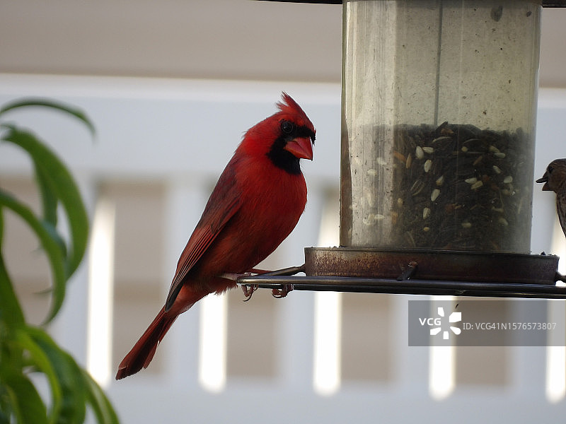 美国肯塔基州路易斯维尔，栖息在喂食器上的北美红雀特写图片素材