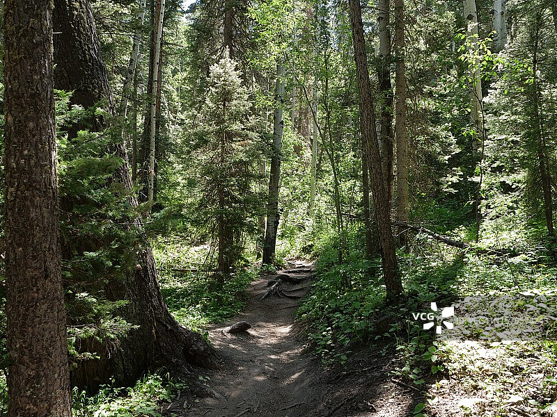 科罗拉多州帕戈萨斯普林斯森林中的树木图片素材