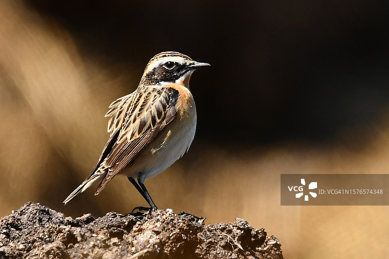 蓝喉歌鸲栖息在岩石上特写图片素材