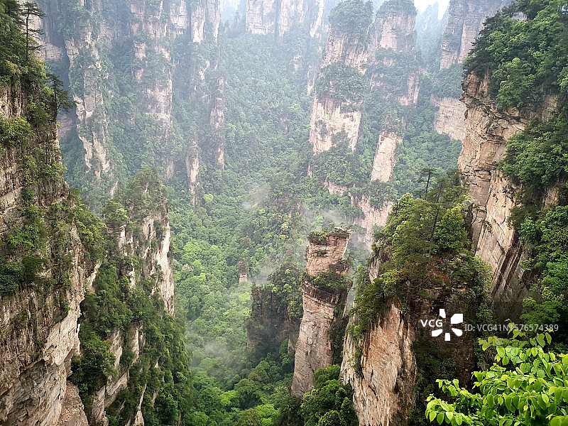 森林中的松树全景图片素材