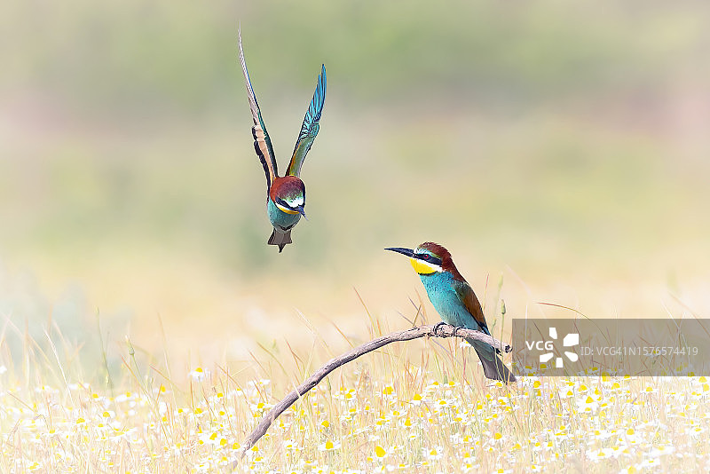 翠鸟栖息在植物茎上的特写图片素材