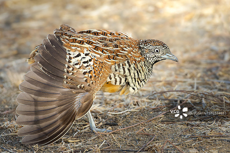 栖息在田野上的松鸡特写图片素材