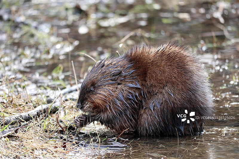 田野上的刺猬特写图片素材