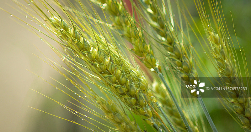 乌克兰外喀尔巴阡麦田特写图片素材
