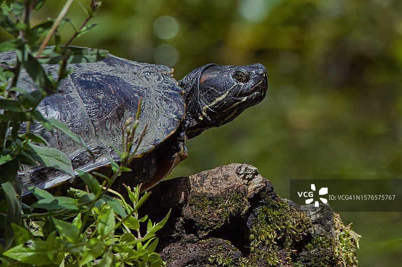 岩石上的龟壳特写图片素材