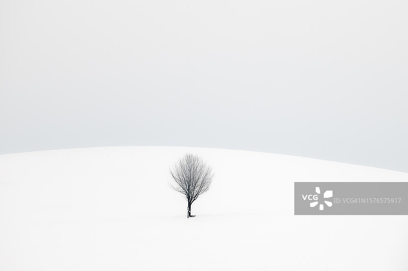 白雪覆盖的田野上的树木映衬着天空图片素材