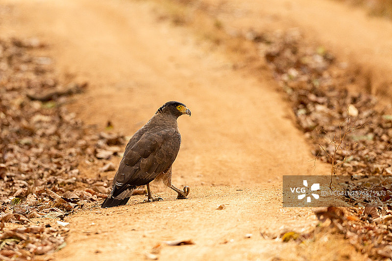 栖息在田野上的隼特写，印度图片素材