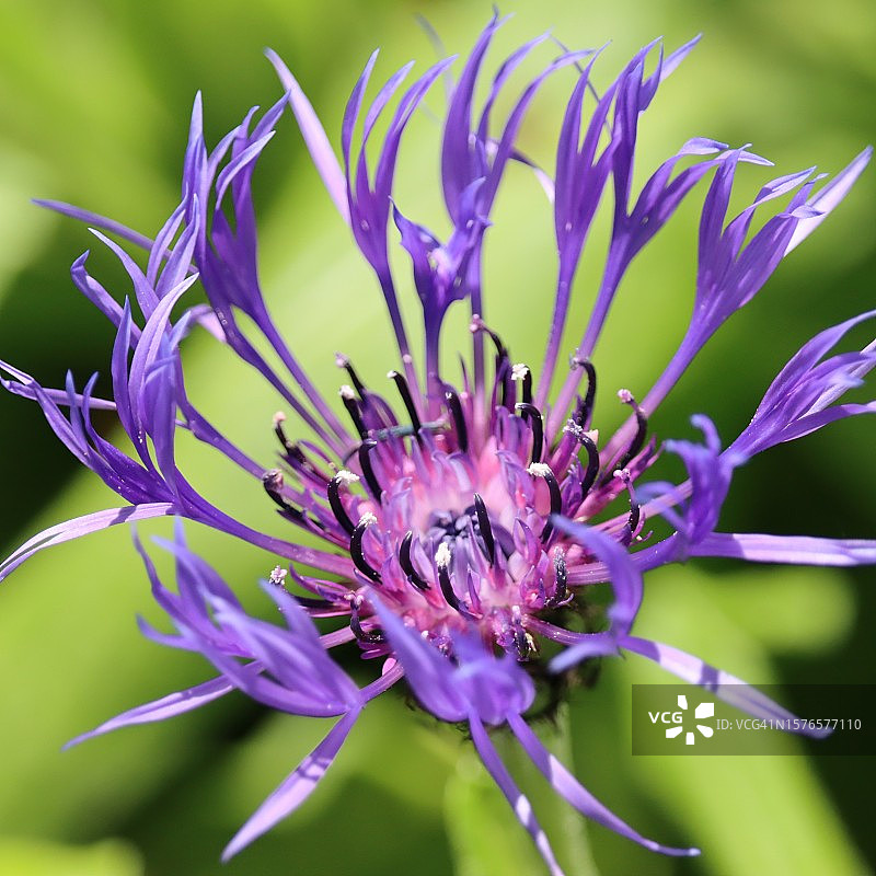 美国俄勒冈州尤金市紫色植物特写图片素材