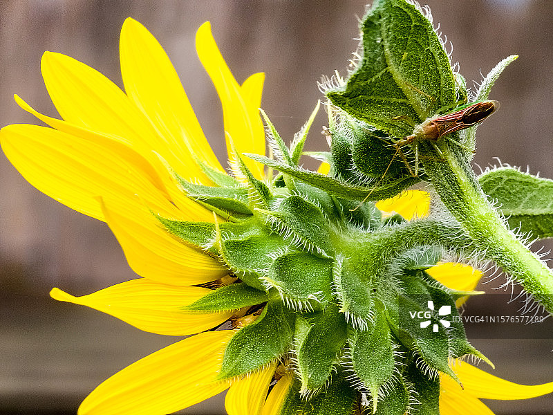 美国德克萨斯州威奇托福尔斯的向日葵特写图片素材