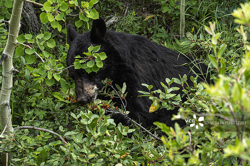 站立在森林中的美洲黑熊 портрет，美国蒙大拿州弗拉特黑德县图片素材
