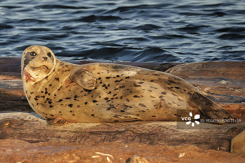 海豹在岩石上的特写，位于美国华盛顿州奥林匹亚图片素材