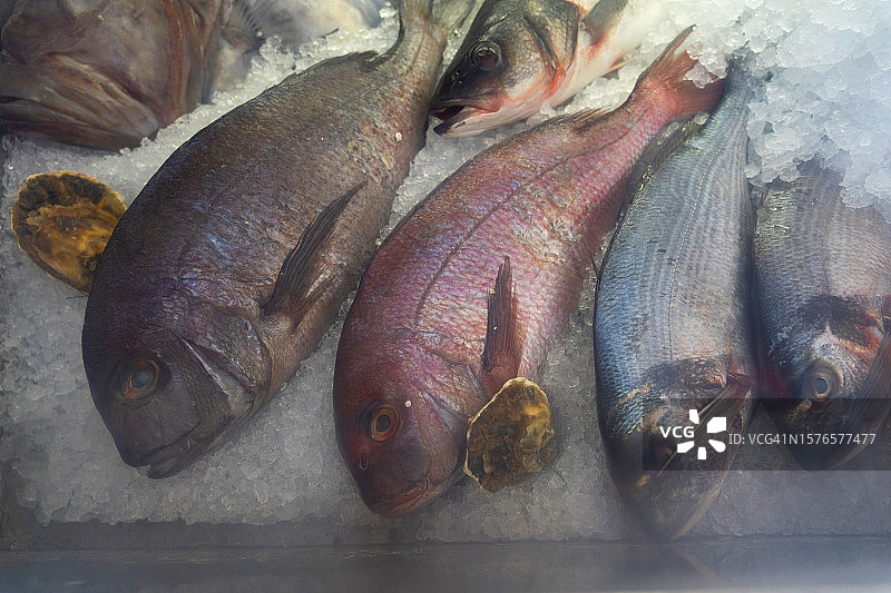 玻璃罩下的冰鲜鱼图片素材