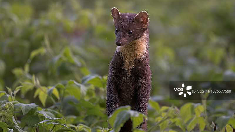 田野上的猫咪特写图片素材