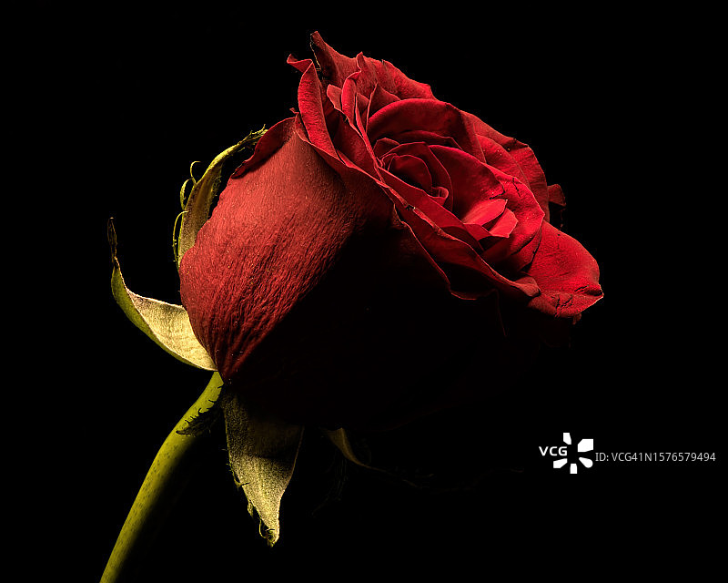 黑色背景下的凋谢玫瑰特写图片素材