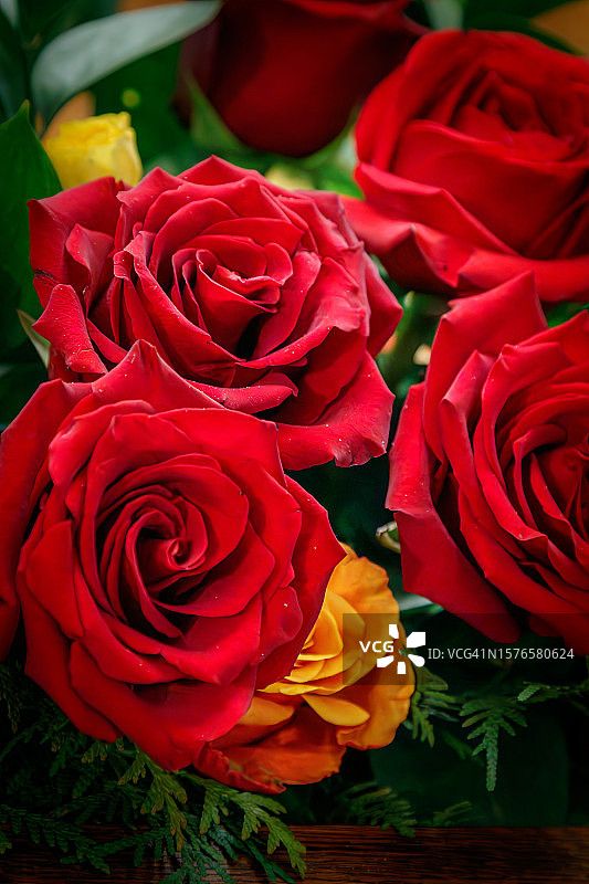 红色玫瑰花特写图片素材