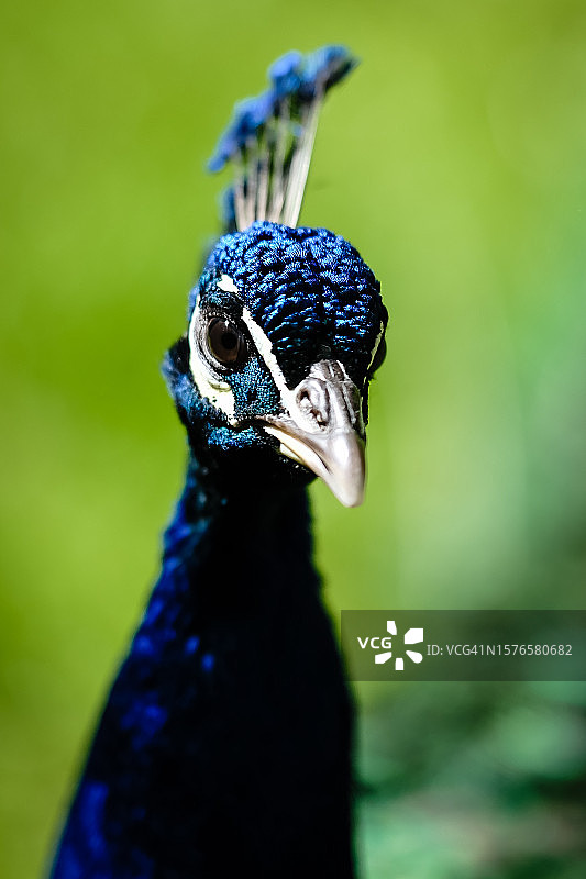 德国黑尔福德的孔雀特写图片素材