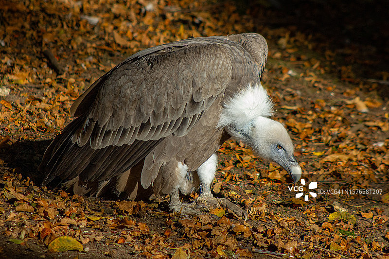 栖息在田野上的雄鹰特写图片素材