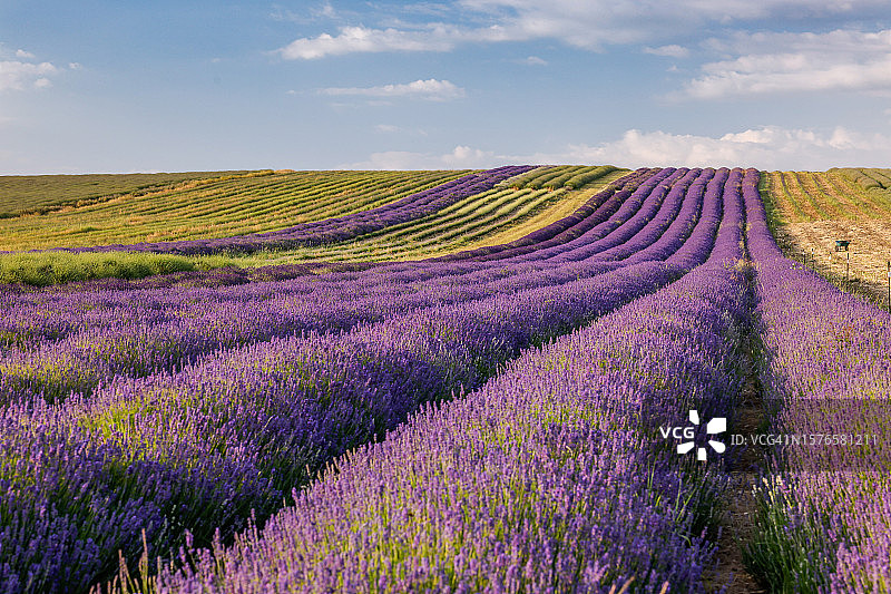 赫特福德郡的薰衣草田风光，英国图片素材