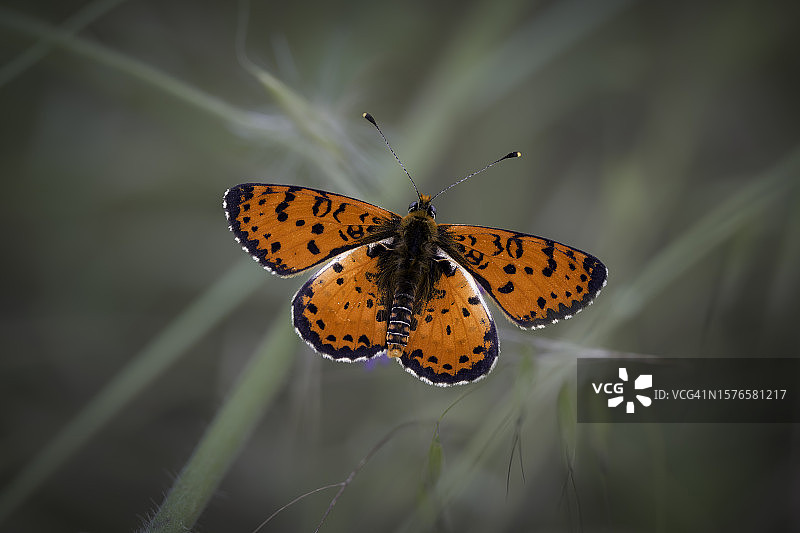 蝴蝶为花朵授粉的特写图片素材