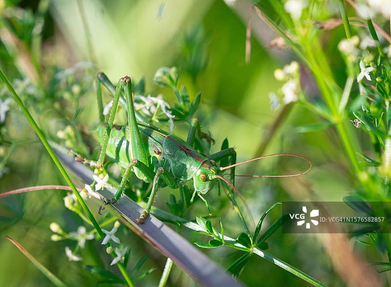 昆虫在植物上的特写图片素材