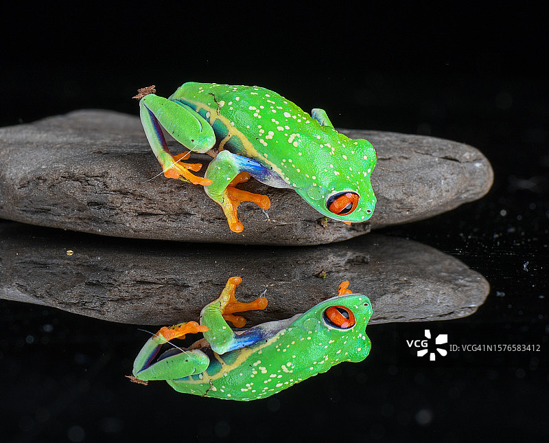 叶子上的红色特写图片素材