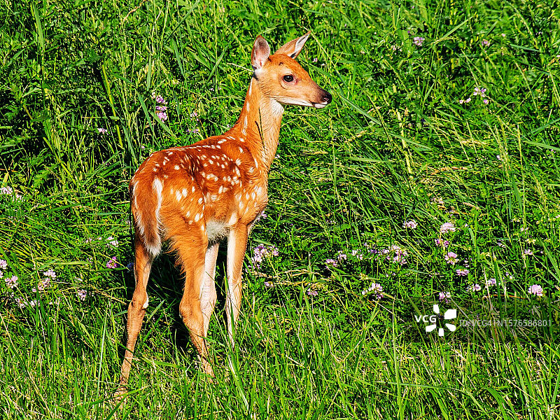 美国威斯康星州 Fond du Lac 县草地上的白色建筑俯视图图片素材