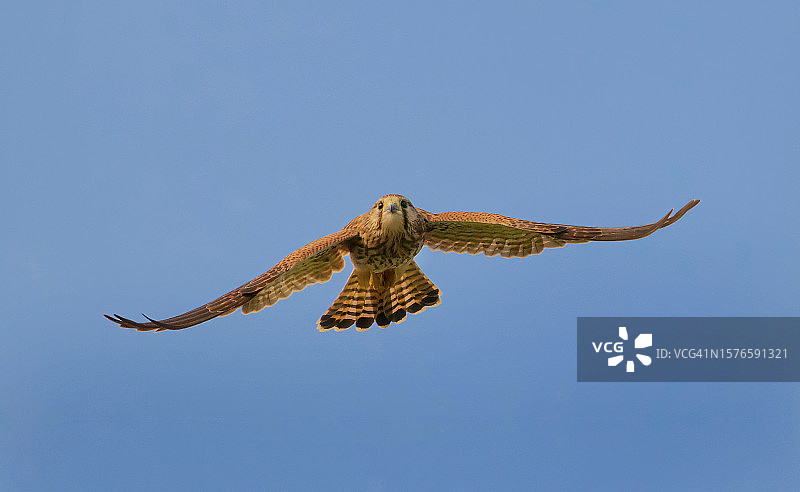 低角度看鹰在晴朗的蓝天上飞翔图片素材