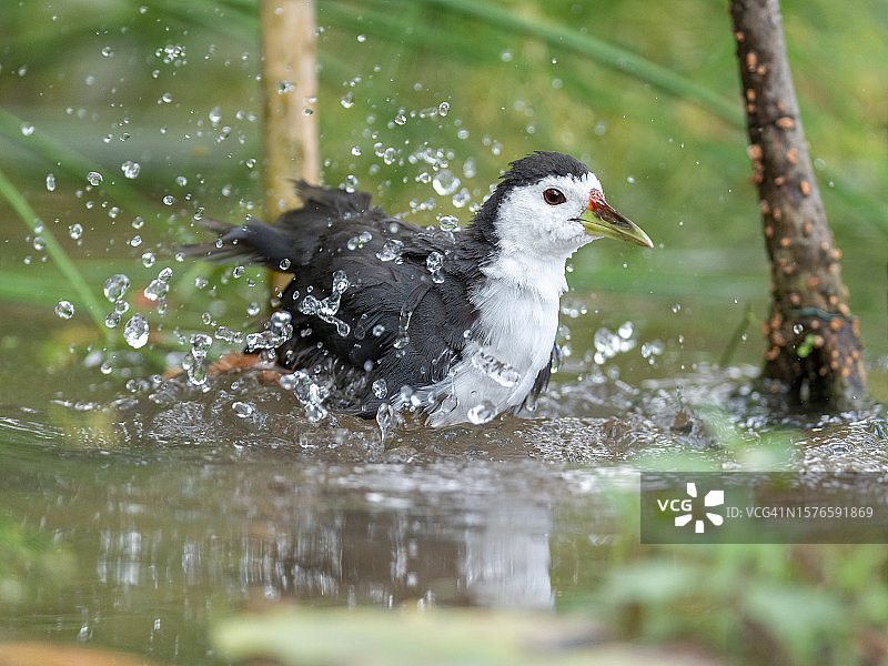 新加坡湖中的黑水鸡特写图片素材