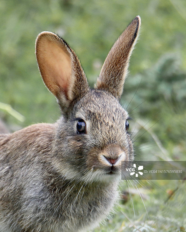 田野棉尾兔特写肖像图片素材