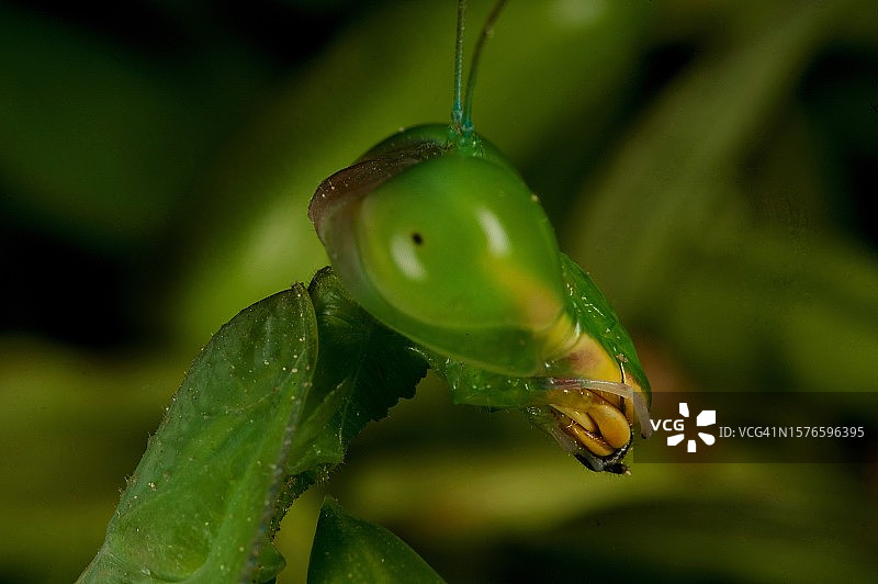 昆虫在植物上的特写图片素材