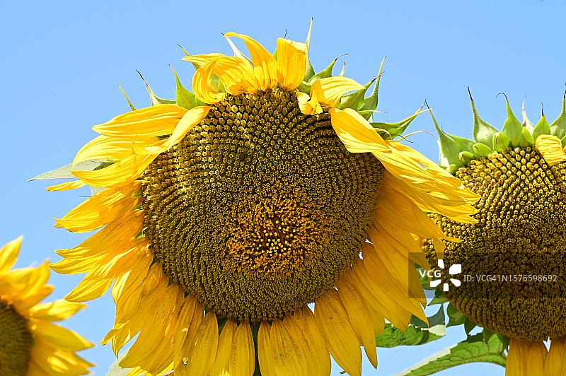 向日葵对着天空的特写图片素材