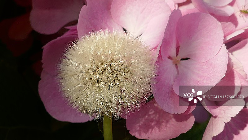 粉色开花植物特写图片素材