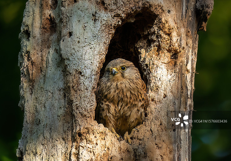 栖息在树干上的猫头鹰特写图片素材